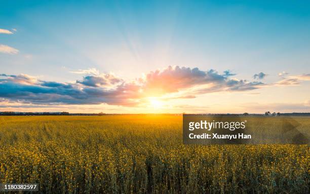 rapeseed field at sunset - luz del sol fotografías e imágenes de stock