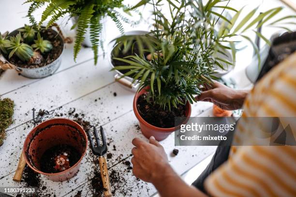work that dirt, save the earth - houseplant care stock pictures, royalty-free photos & images