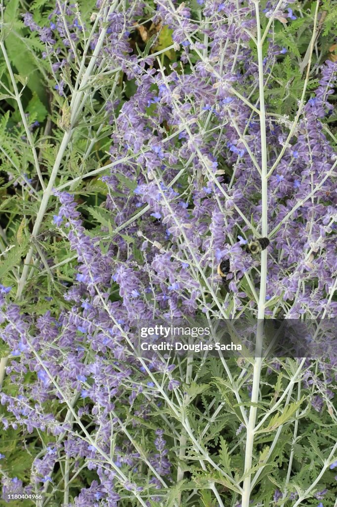 Russian Sage (perovskia atriplicifolia)
