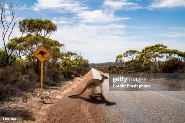 a kangaroo crossing empty country road in front of beware of the kangaroo road sign in western australia, australia. outback australian famous iconic animal. - australian outback animals stock pictures, royalty-free photos & images