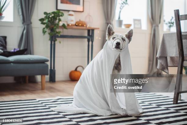 costumed for halloween - animal themes stock pictures, royalty-free photos & images