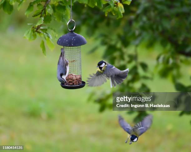 three birds around birdfeeder in a tree in garden. - bird feeder stock-fotos und bilder