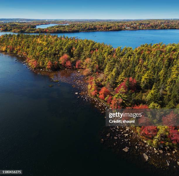 herbstlandschaft - canadian maple trees from below stock-fotos und bilder