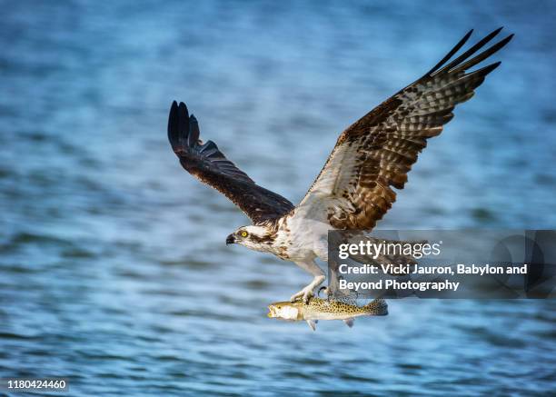 osprey with fresh caught fish at fort myers beach, florida - osprey stock pictures, royalty-free photos & images