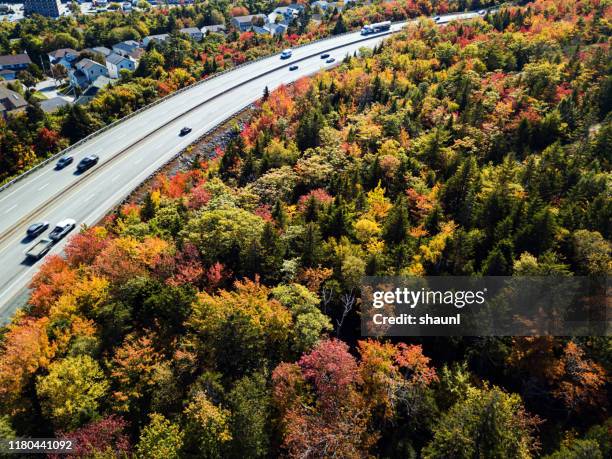 autumn highway - canadian maple trees from below stock-fotos und bilder