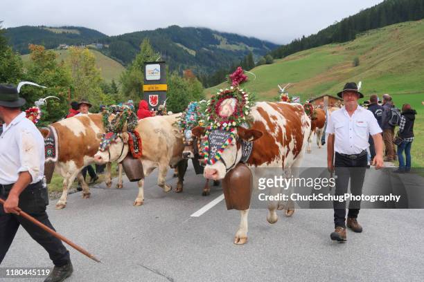 almabtrieb cow transhumance festival parade tyrol bavaria - transhumance stock pictures, royalty-free photos & images