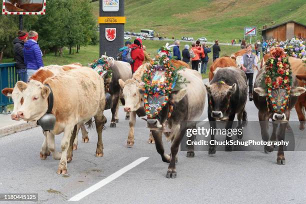 almabtrieb kuh transhumance festival parade tirol bayern - almabtrieb stock-fotos und bilder