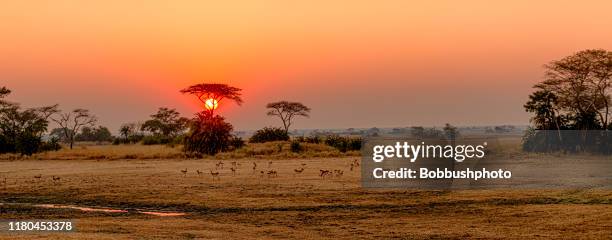 sunrise over busanga plains, kafue national park, zambia - zambia stockfoto's en -beelden