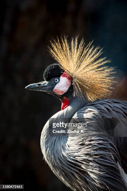 grey crowned crane portrait - national symbol of uganda - crane bird stock pictures, royalty-free photos & images