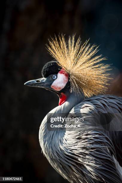 grey crowned crane portrait - national symbol of uganda - grou coroado de pescoço cinzento imagens e fotografias de stock