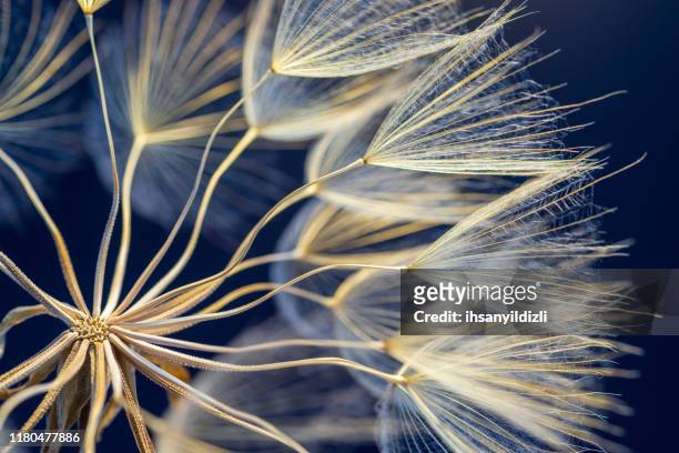 dandelion - abstract nature stock pictures, royalty-free photos & images