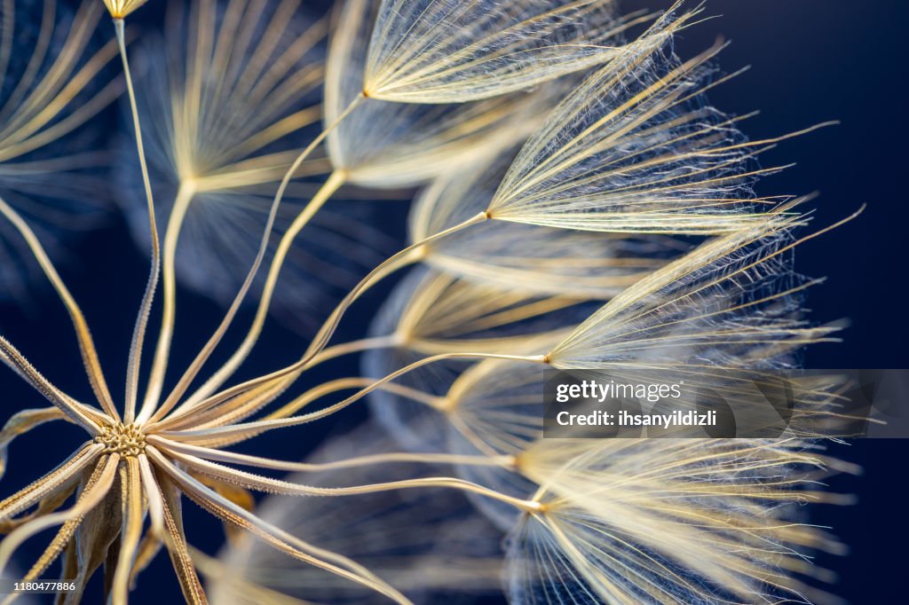 Dandelion