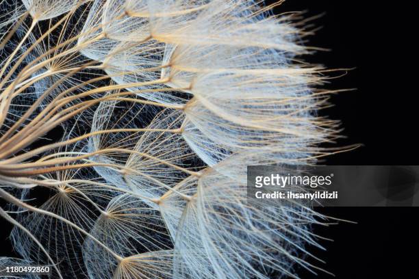 dandelion - close up on dandelion spores stock pictures, royalty-free photos & images