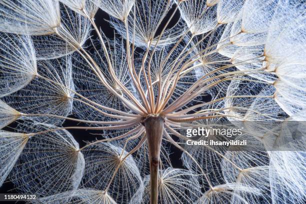 dandelion - tranquil scene stock pictures, royalty-free photos & images