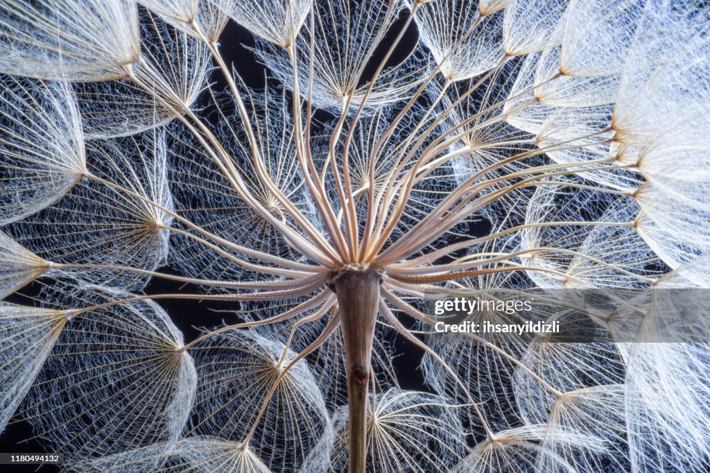 Dandelion