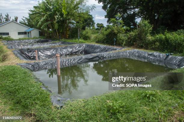 Pool Fish Farming Aquaculture Fish Ponds Photos and Premium High Res Pictures - Getty Images