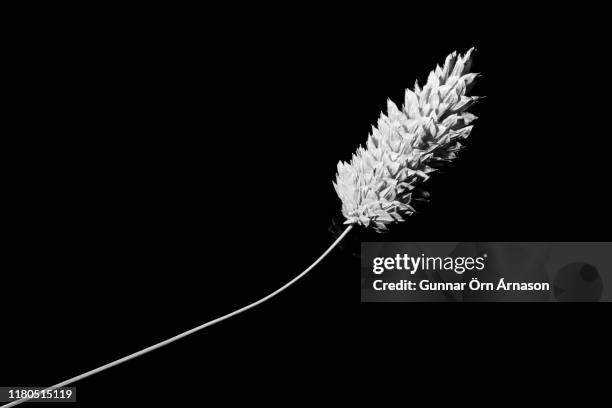 straw on black background - gunnar örn árnason stock pictures, royalty-free photos & images