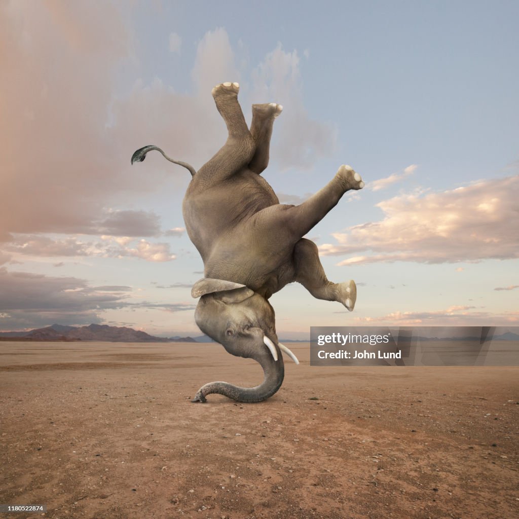 Elephant Skillfully Performing A Headstand