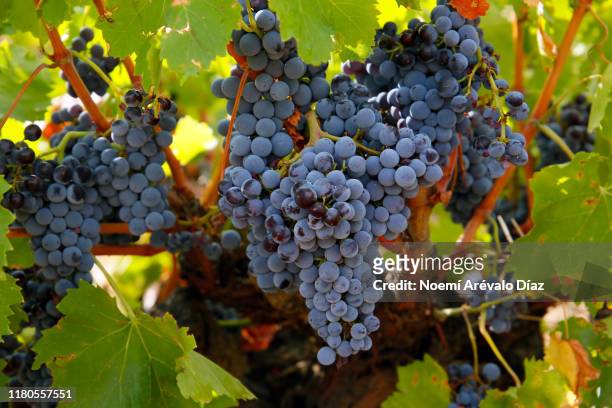 spanish wine - shiraz stock pictures, royalty-free photos & images