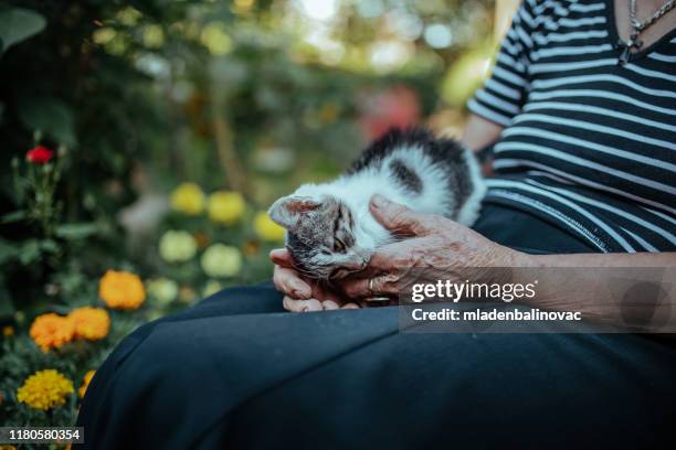 senior woman gärtner - old woman cat stock-fotos und bilder