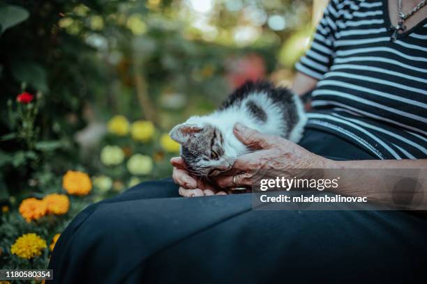 senior woman gardener - old lady cat stock pictures, royalty-free photos & images