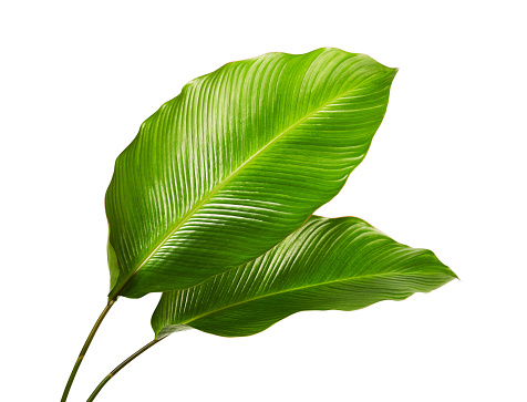 Calathea foliage, Exotic tropical leaf, Large green leaf, isolated on white background with clipping path 1180581523