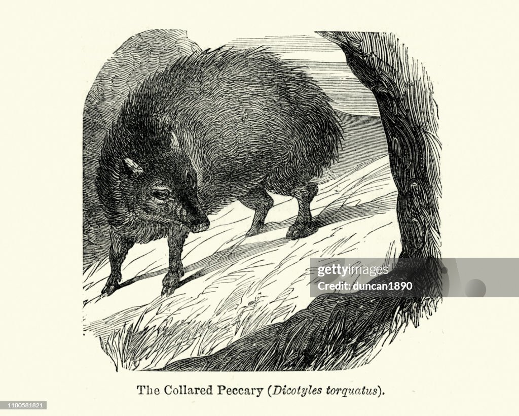 Mammals, collared peccary (Pecari tajacu)