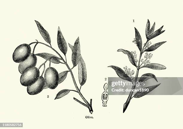 olivenbaum, zweig, blume und obst - olive stock-grafiken, -clipart, -cartoons und -symbole