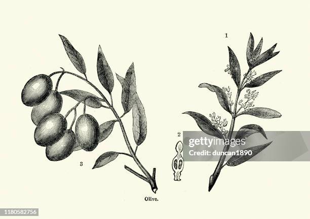 ilustraciones, imágenes clip art, dibujos animados e iconos de stock de olivo, rama, flor y fruta - rama olivo