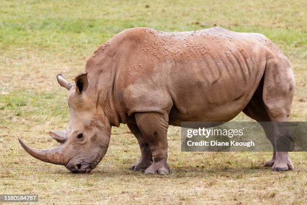 rhinoceros standing in a field eating grass. - rhinoceros stock pictures, royalty-free photos & images
