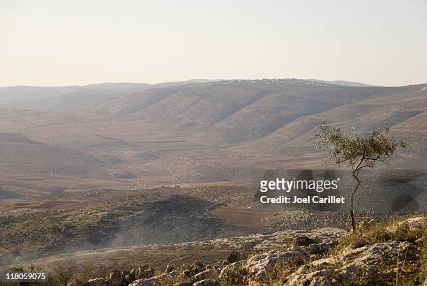 olive tree and west bank hills near nablus, palestine - west bank judean bildbanksfoton och bilder