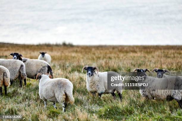 scottish blackface sheep, isle of skye scotland - sheep stock pictures, royalty-free photos & images