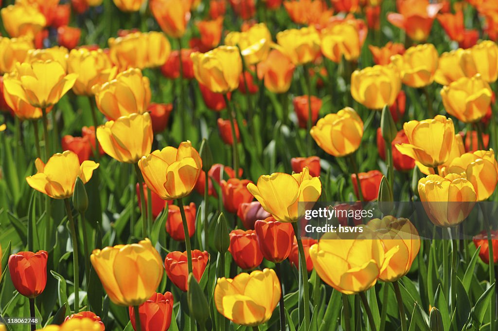 Orange yellow tulips