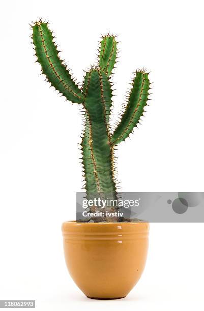 a large green cactus plant in a yellow ceramic vase - sharp stock pictures, royalty-free photos & images