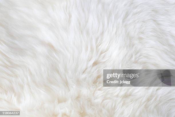 white fur - pelo de animal fotografías e imágenes de stock