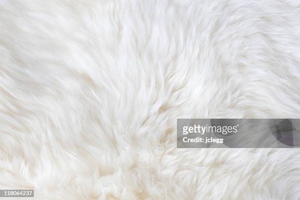 white fur - fur stockfoto's en -beelden