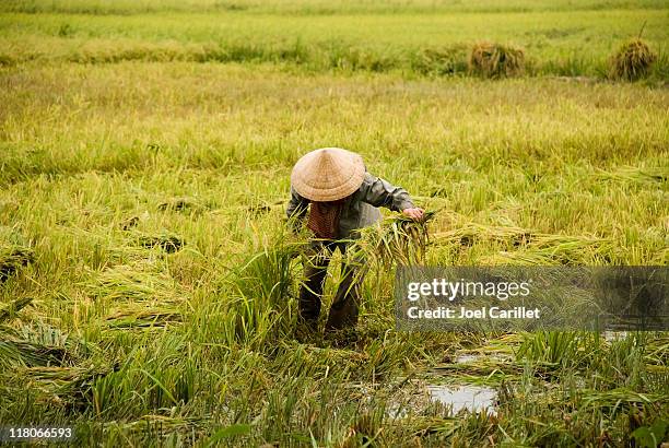 Pickiung Ricer Rice Picker Photos and Premium High Res Pictures - Getty Images