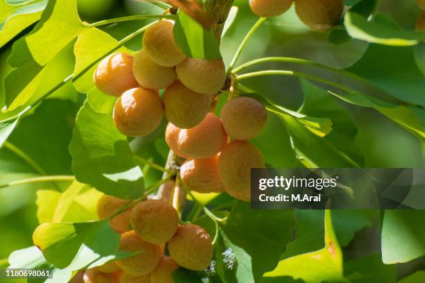 ginkgo - ginkgo stock pictures, royalty-free photos & images