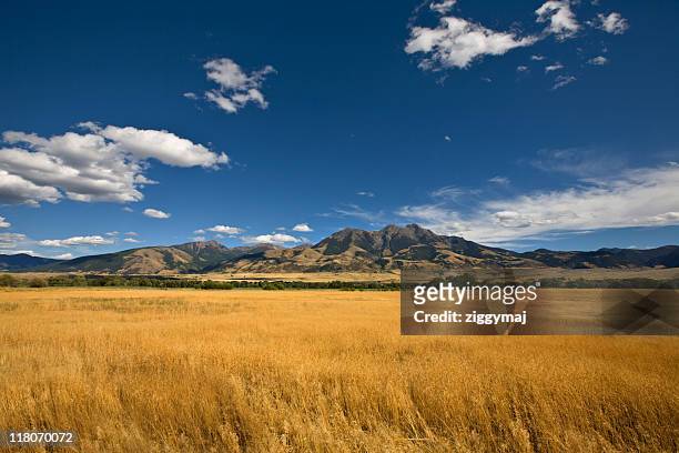 summer landscape with a golden grass field - atmosferische lucht stockfoto's en -beelden