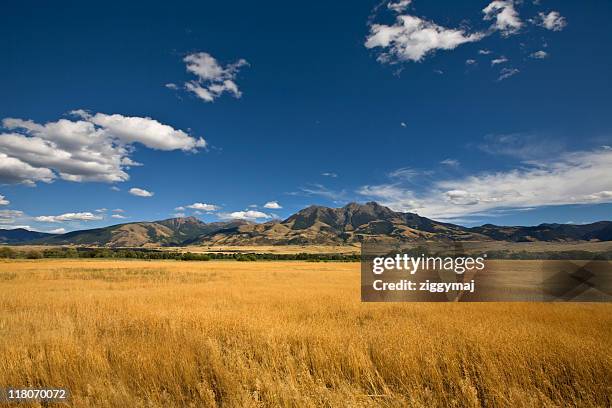 paisagem de verão com o campo de grama de ouro - wyoming - fotografias e filmes do acervo