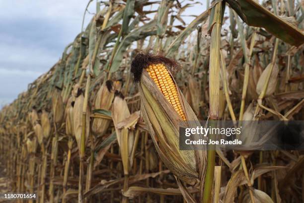 Corn is seen on the stalk as workers harvest it from a field at the Hansen Family Farms on October 12, 2019 in Baxter, Iowa. The 2020 Iowa Democratic...