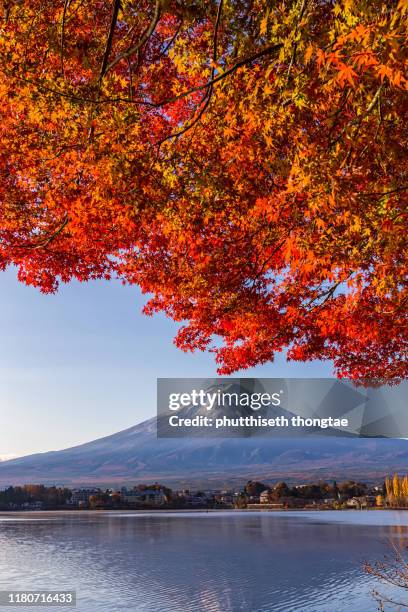 fuji mountain in autumn with colorful maple leaves at lake kawaguchiko,yamanashi, japan.mount fuji, fujisan located on honshu island, is the highest mountain in japan. - hokkaido japan stock-fotos und bilder