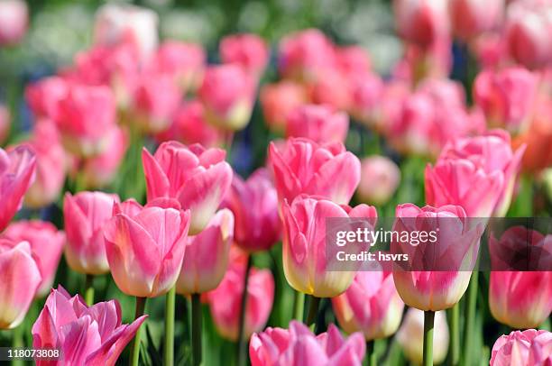 pink tulips - flower show stock pictures, royalty-free photos & images