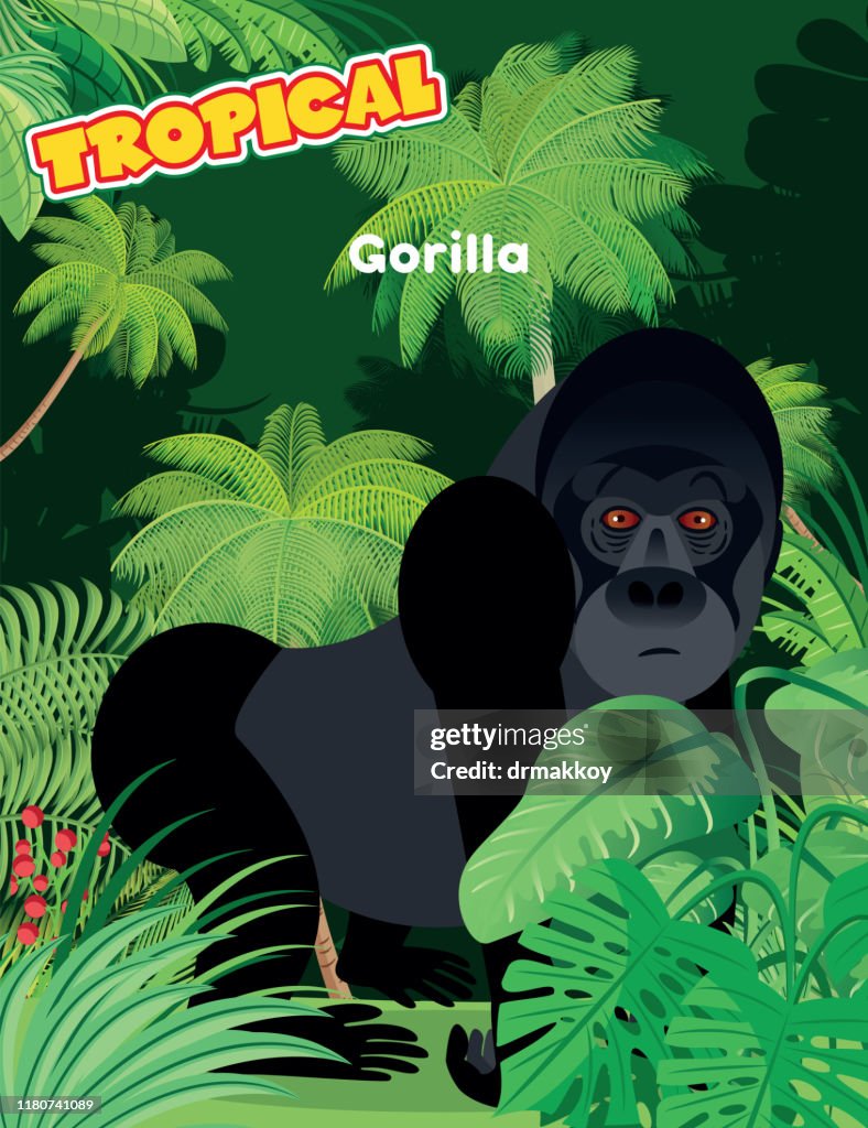 Capuchin Graphics Capuchin Monkey High-Res Vector Graphic - Getty Images