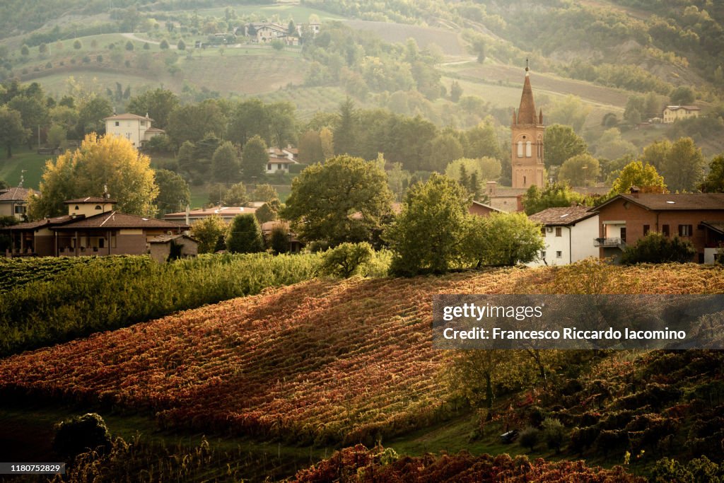 Castelvetro, Modena, Emilia Romagna, Italy. Vineyards in autumn