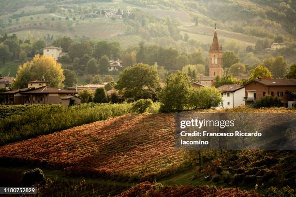 castelvetro, modena, emilia romagna, italy. vineyards in autumn - emilia-romagna stock pictures, royalty-free photos & images