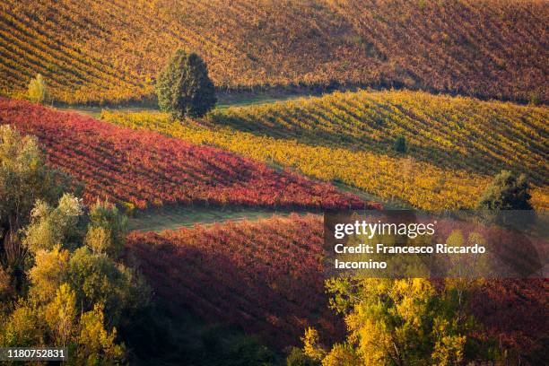 red and yellow geometric vineyards on a hill in autumn, scenic landscape. - maroon fotografías e imágenes de stock