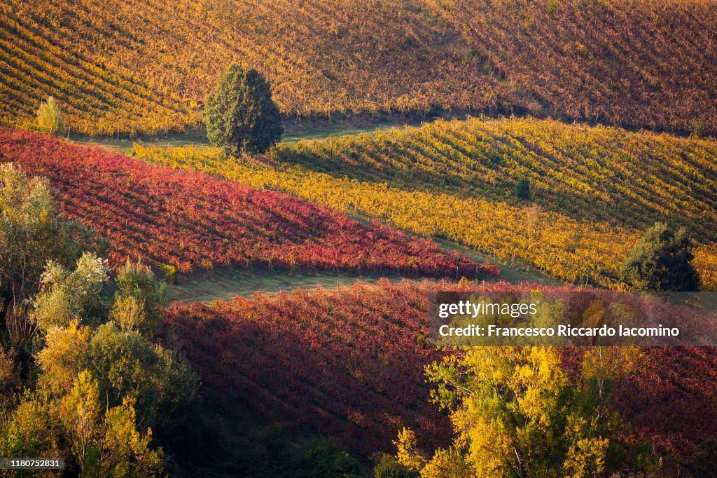Red and Yellow geometric vineyards on a hill in autumn, scenic landscape.