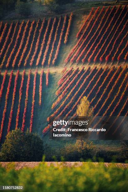 vineyards in autumn, geometric shape - landschaft rot stock-fotos und bilder