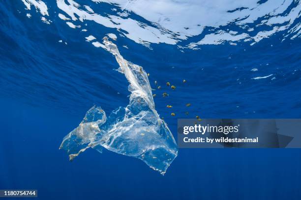 piece of plastic floating in the open ocean which has been opportunistically colonized by some nudibranchs and molluscks as well as providing shelter to a school of tropical fish which are feeding on algae attached to it, indian ocean, sri lanka. - sri lanka garbage stock-fotos und bilder